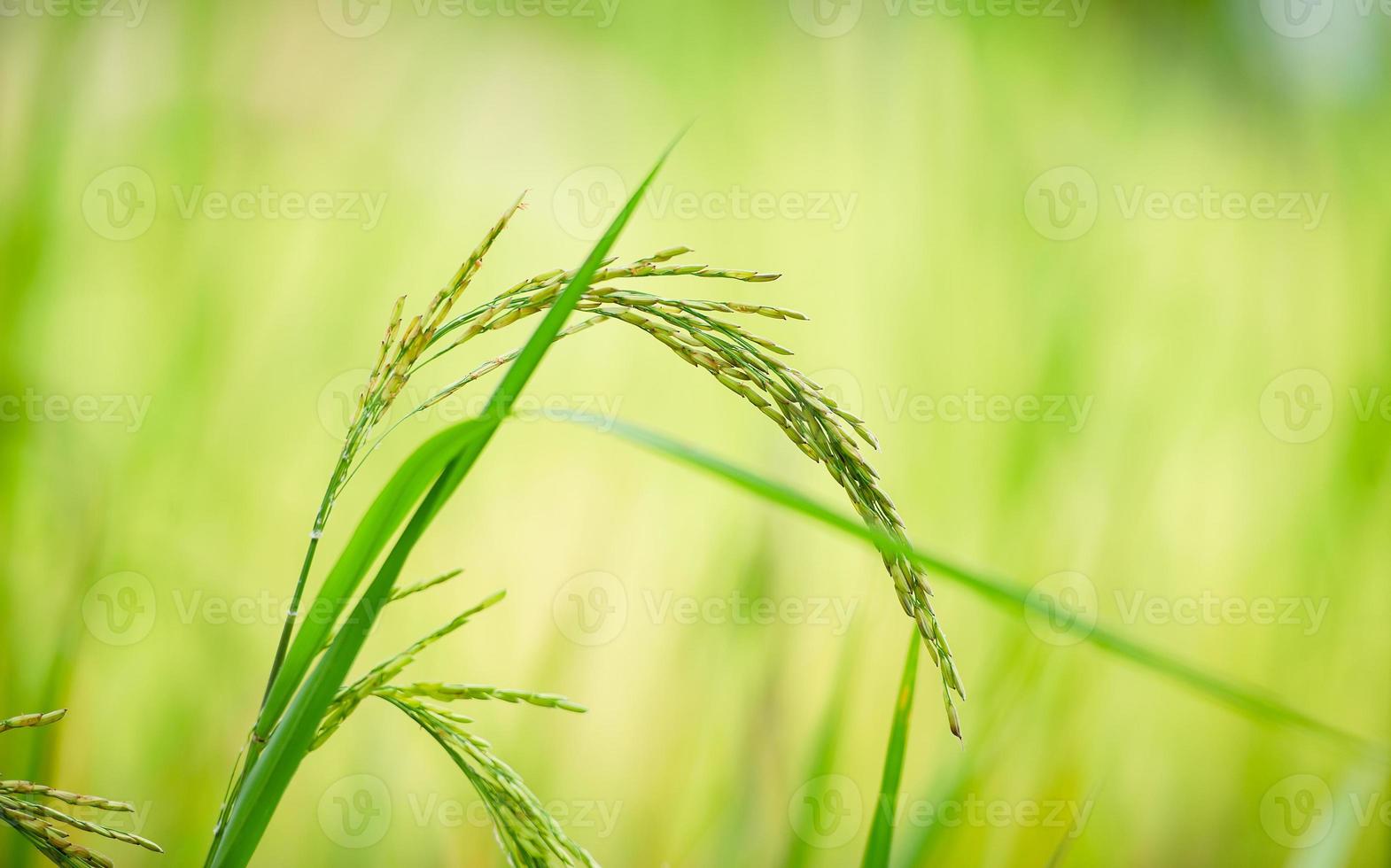 The ears of rice from the green rice plant a field full of fertile grains organic rice photo