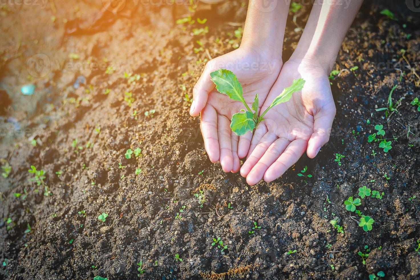 Hands and seedlings Create a small value. photo