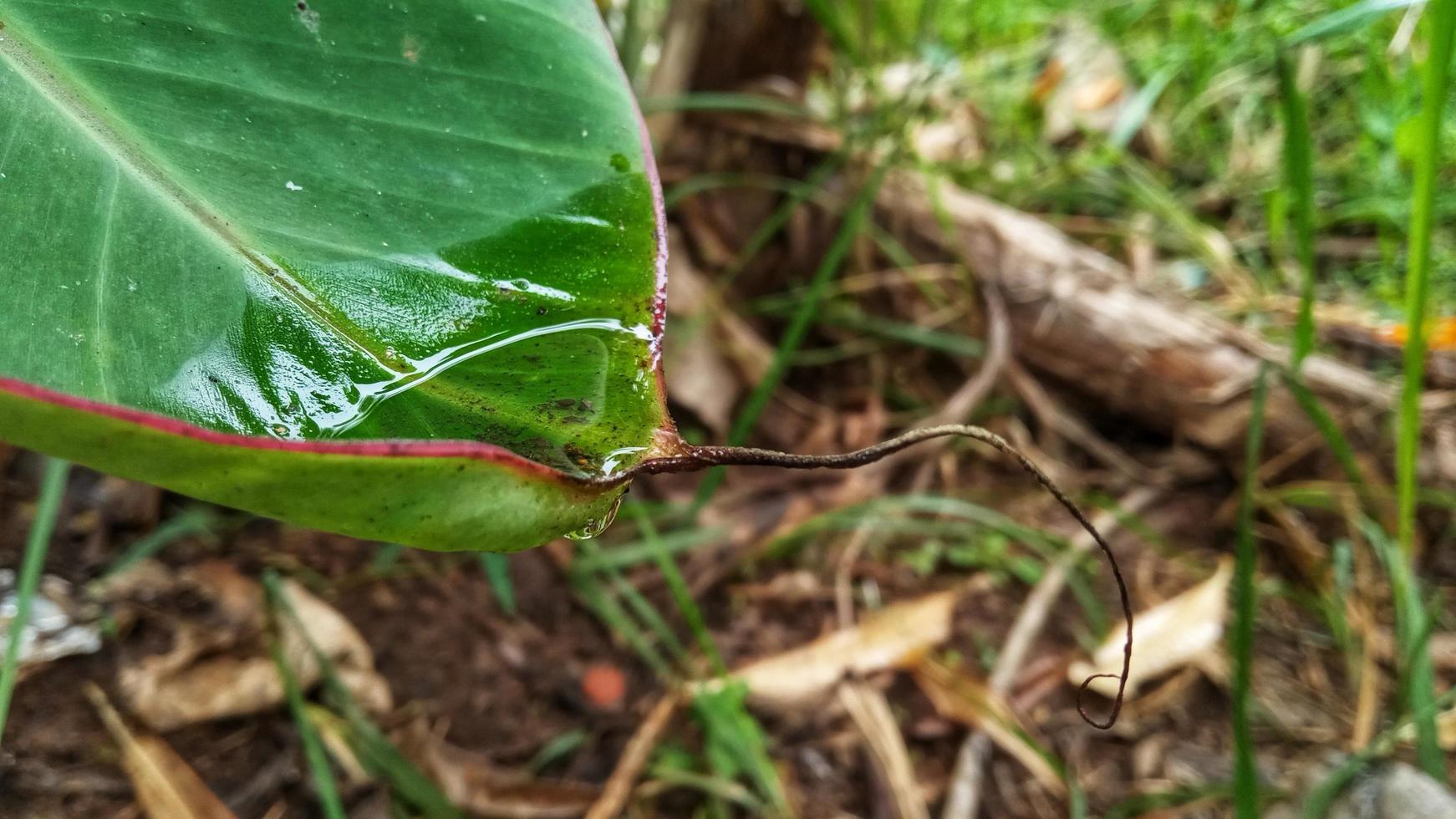 Puddles of water on banana leaves that look exotic, beautiful, and rare.  Suitable for themes about nature and rain. photo