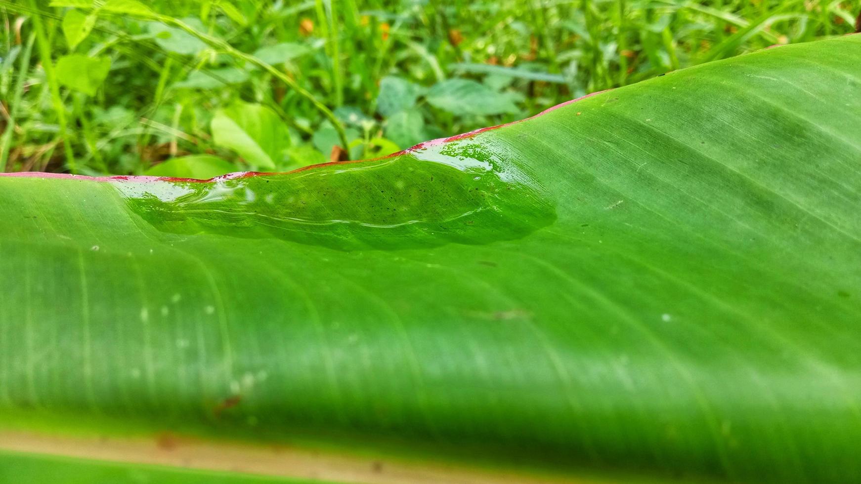 Puddles of water on banana leaves that look exotic, beautiful, and rare.  Suitable for themes about nature and rain. photo