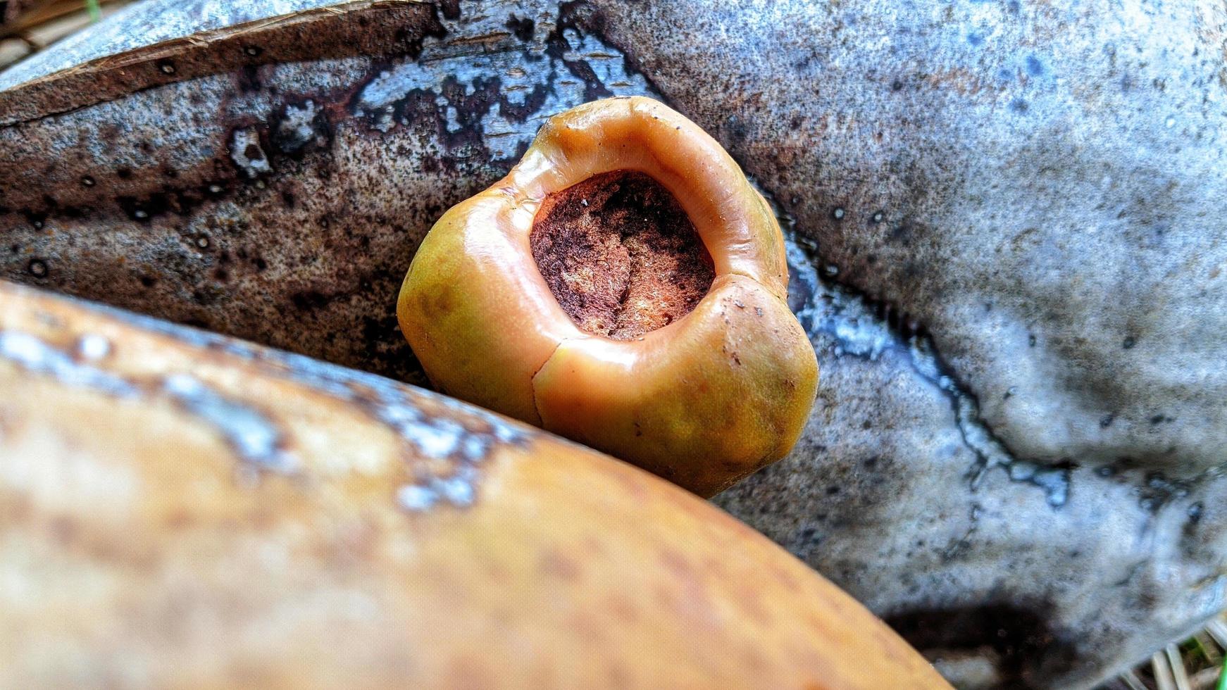 Small coconuts.  It is like a flower to a large, edible coconut. photo