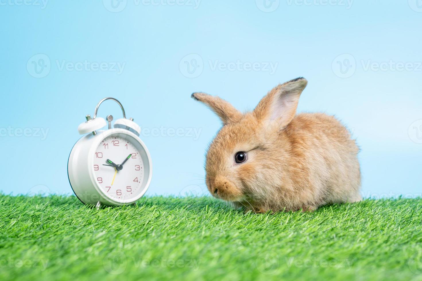 A furry and fluffy cute Black rabbit is sitting on Green grass and blue background and cleaning the front legs besides the white clock. Concept of rodent pet and easter. photo