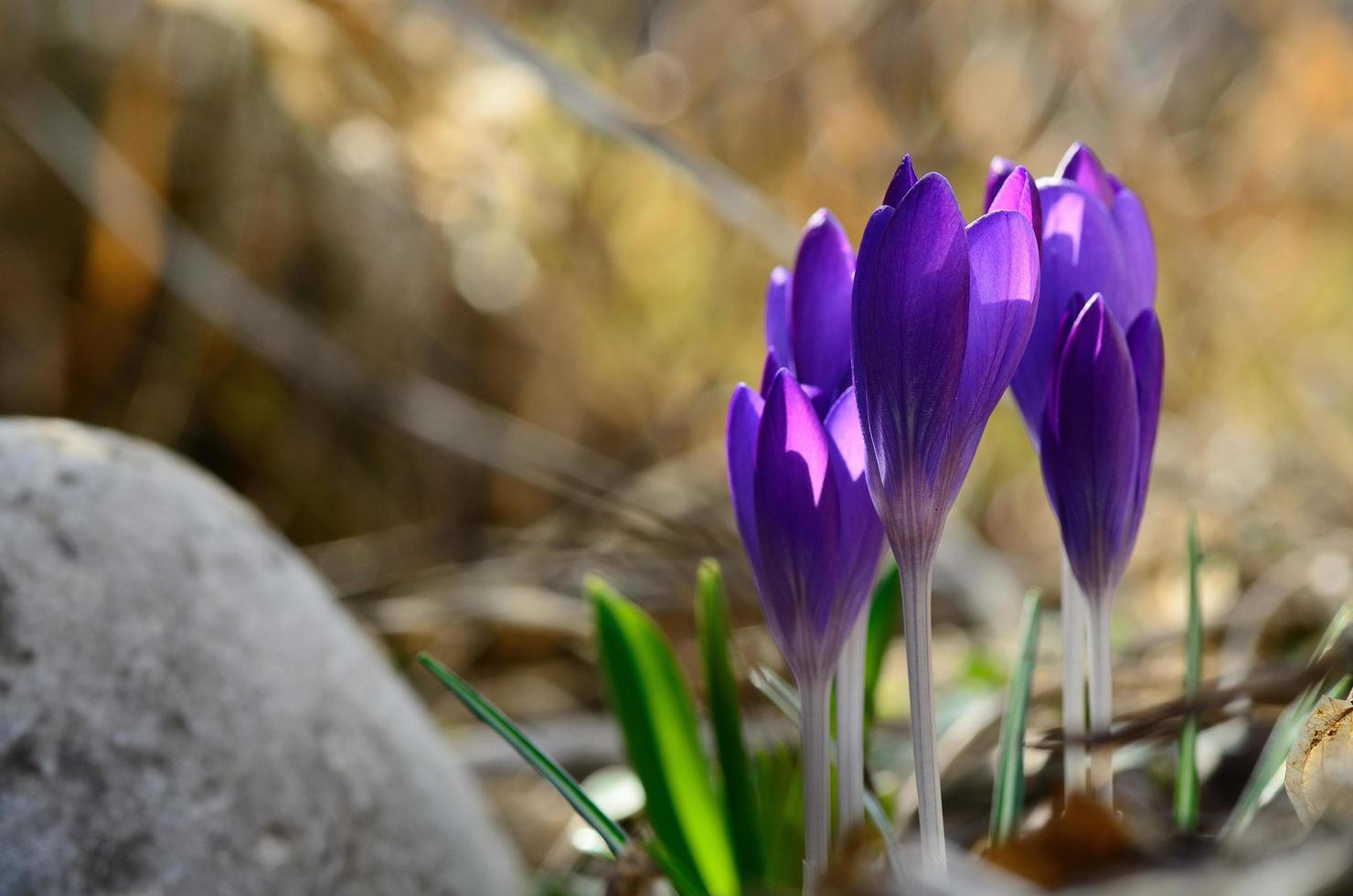 purple crocus and round stone photo