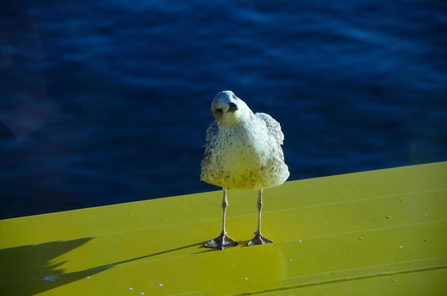 gull looks askance photo