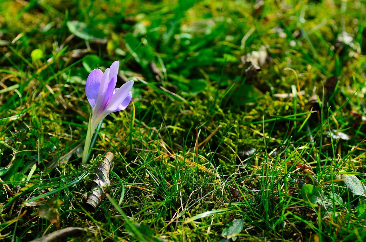 lilac crocus in the grass photo