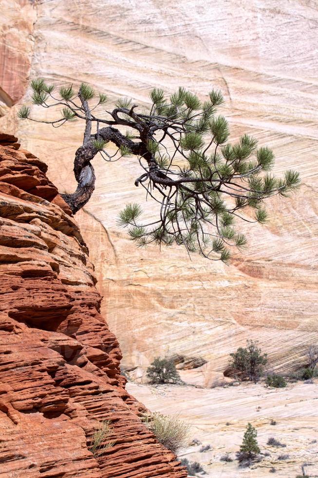 Stunted Tree on a Rocky Outcrop photo