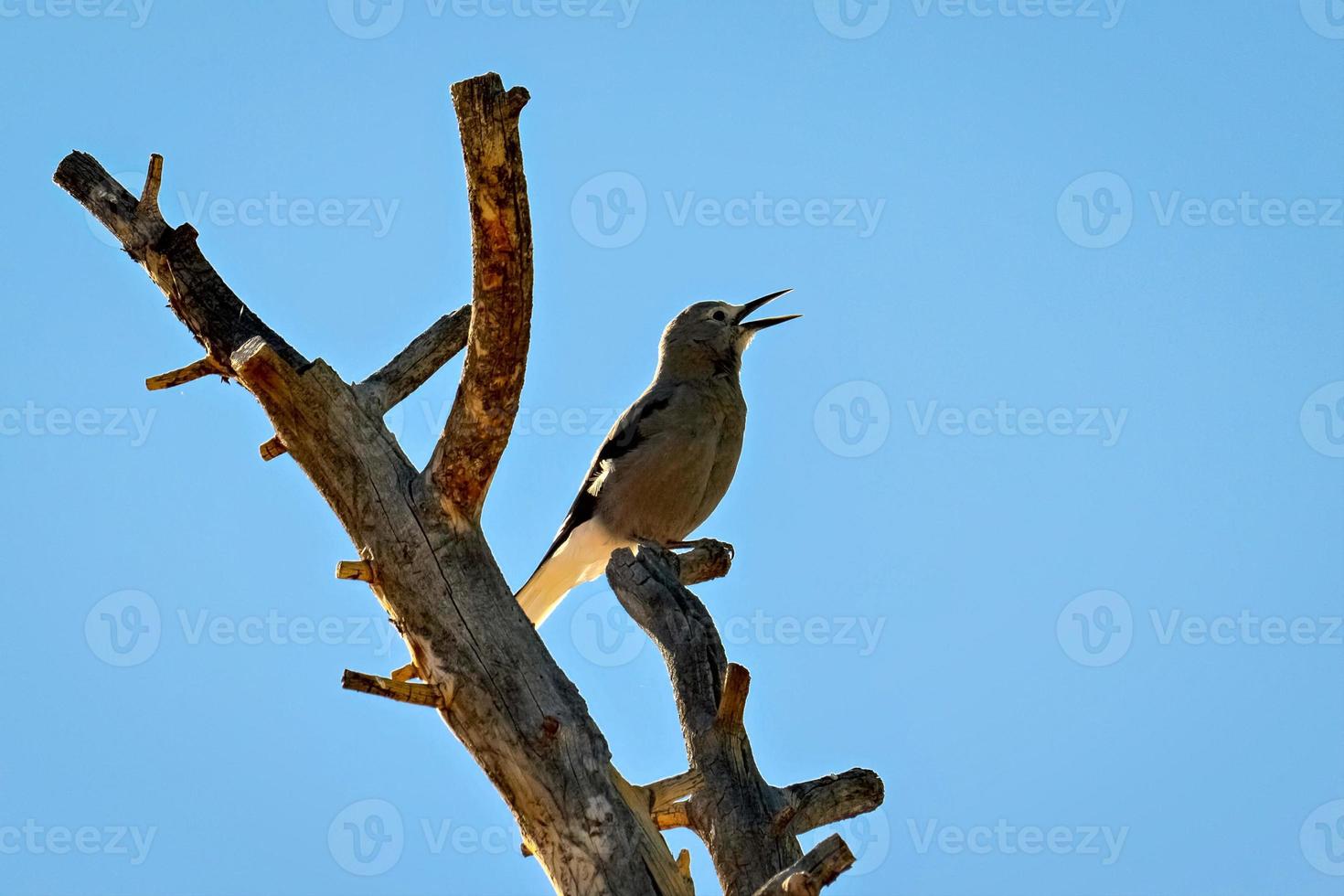 Clark's Nutcracker Singing photo