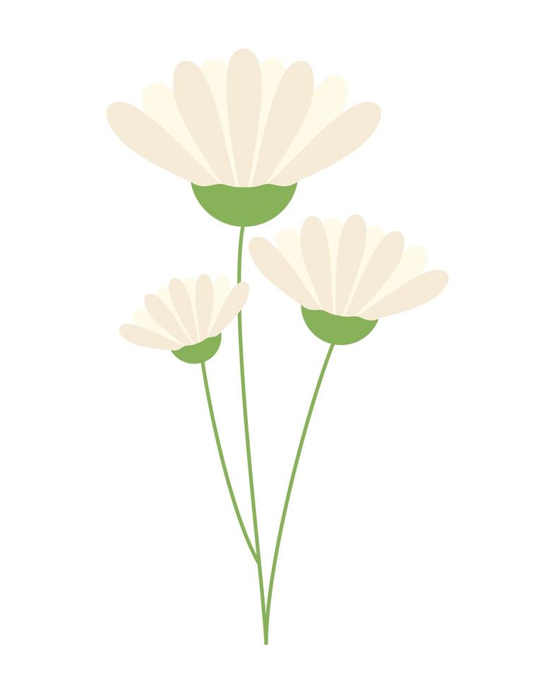 white flowers branch vector