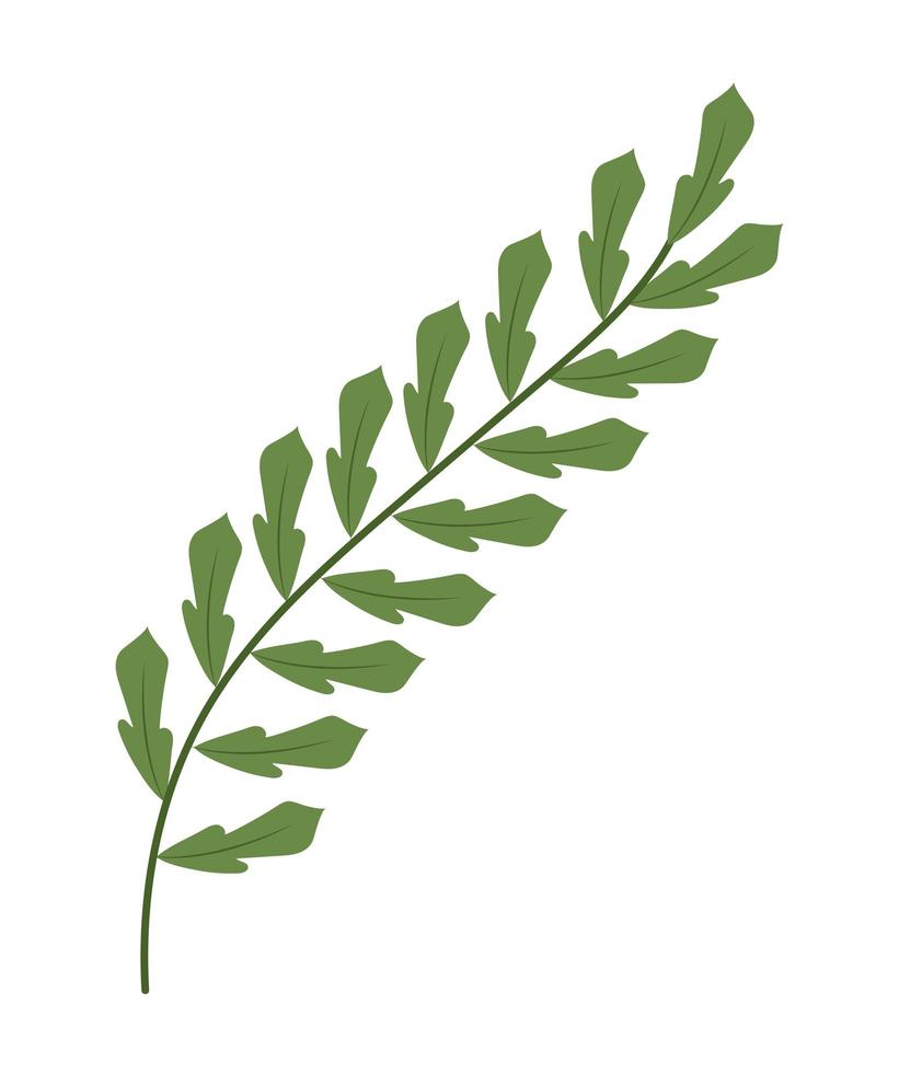 branch of leaves vector