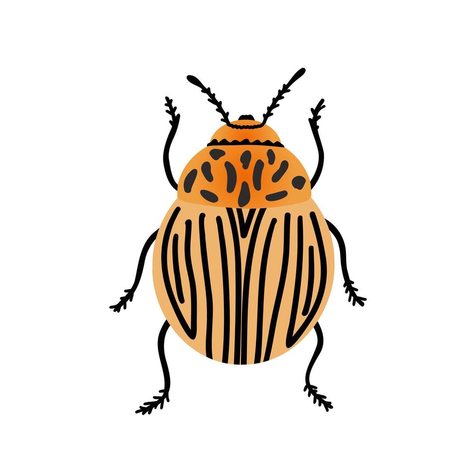 Colorado potato beetle. Illustration for printing, backgrounds, covers, packaging, greeting cards, posters, stickers, textile and seasonal design. Isolated on white background. vector