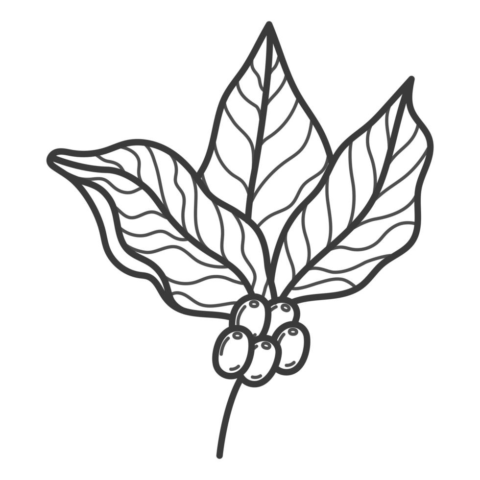 coffee branch illustration vector