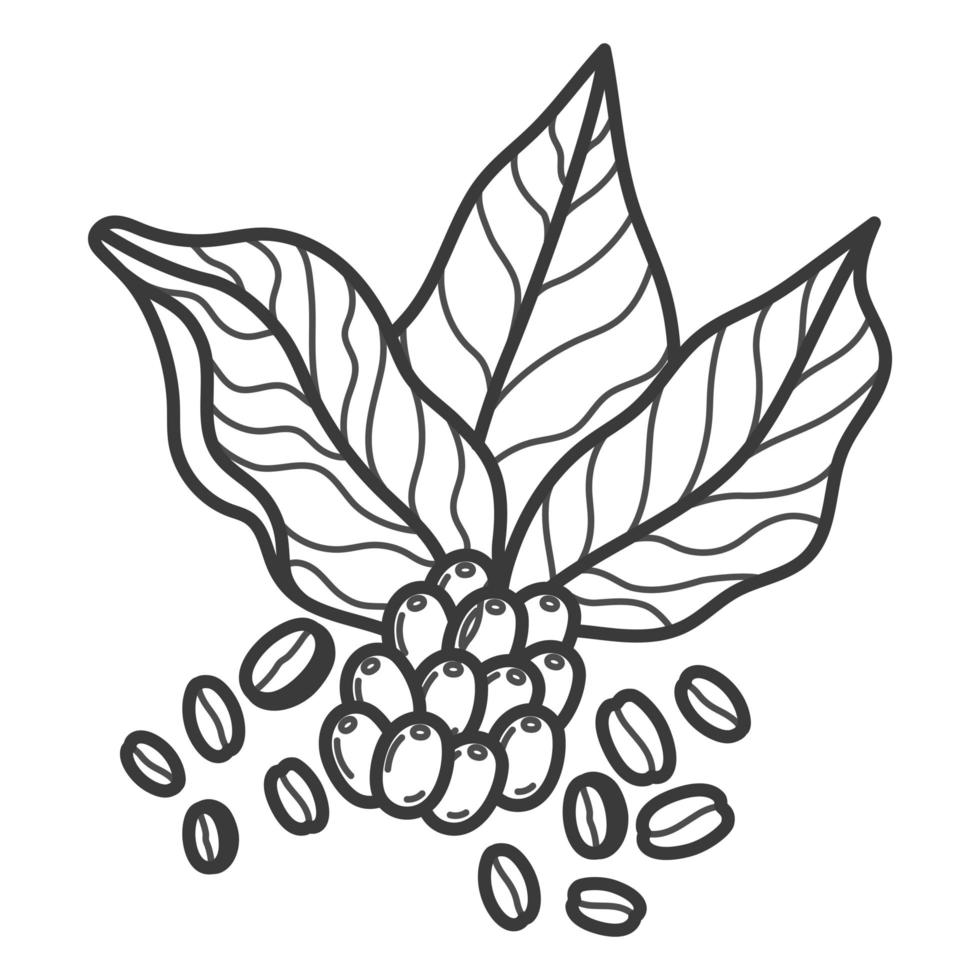 coffee branch icon vector