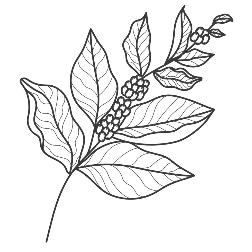 coffee plant illustration vector