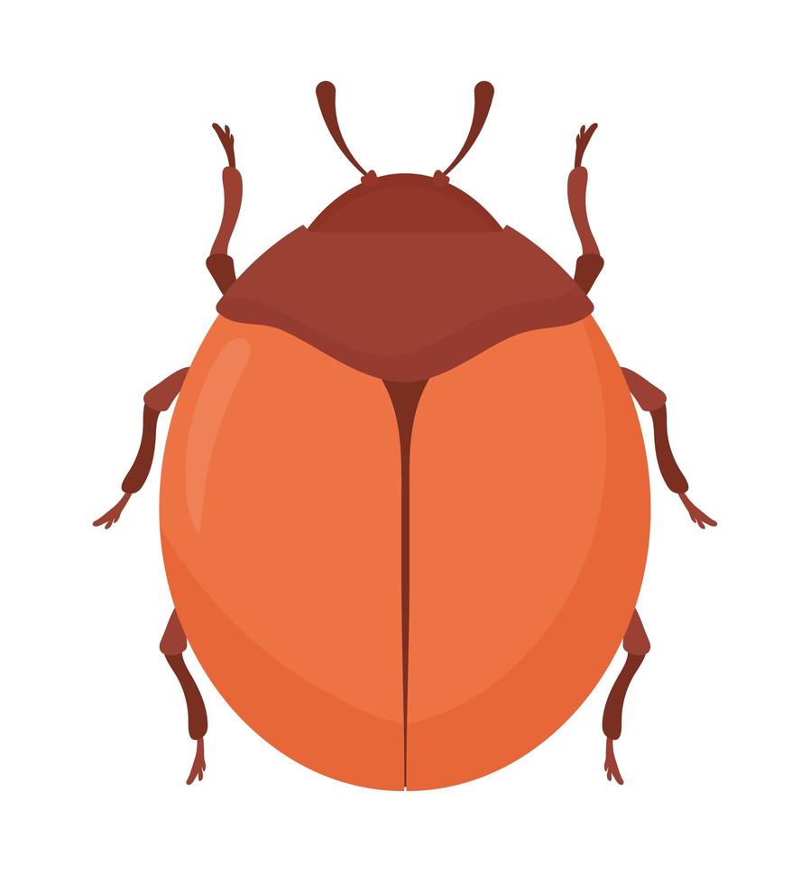 brown beetle design vector