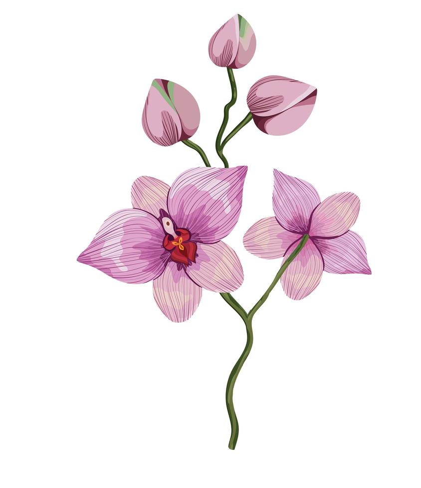 cattleya branch illustration vector