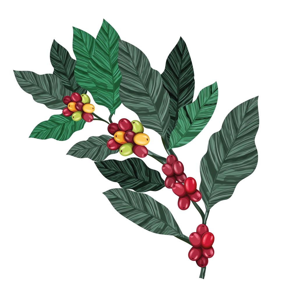 coffee branch icon vector