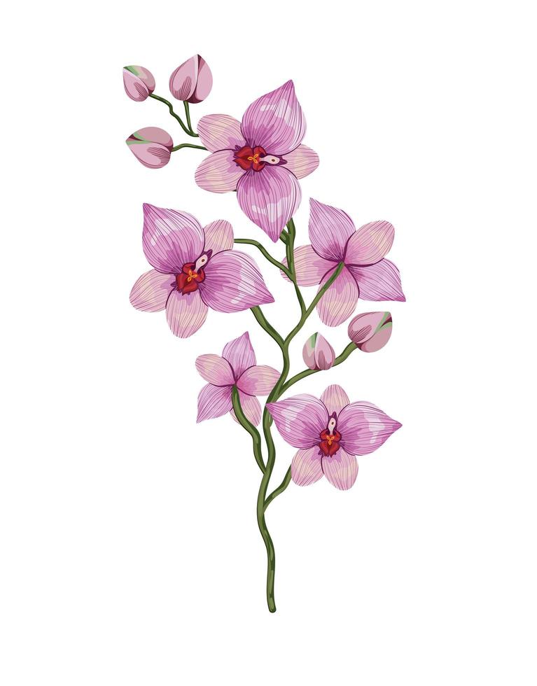 cattleya branch design vector