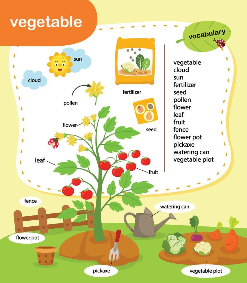 educación vocabulario vegetal vector ilustración
