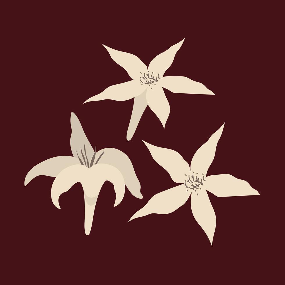 three white orchids vector