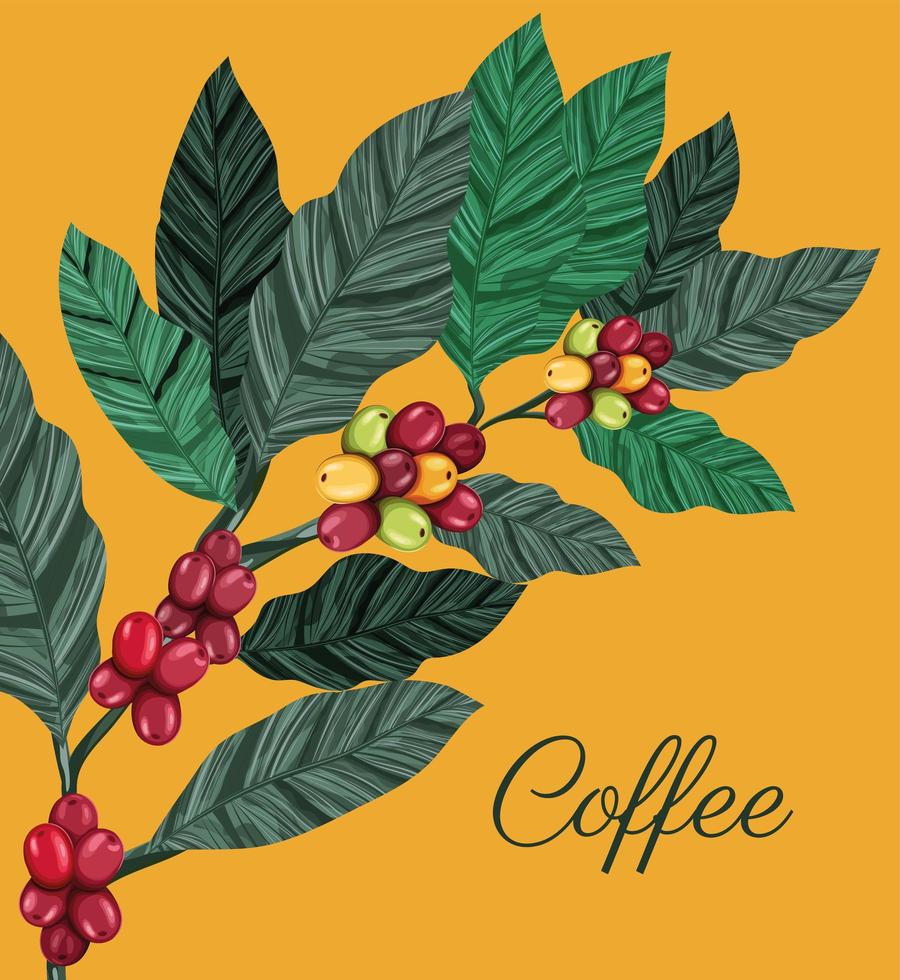coffee plant cartel vector