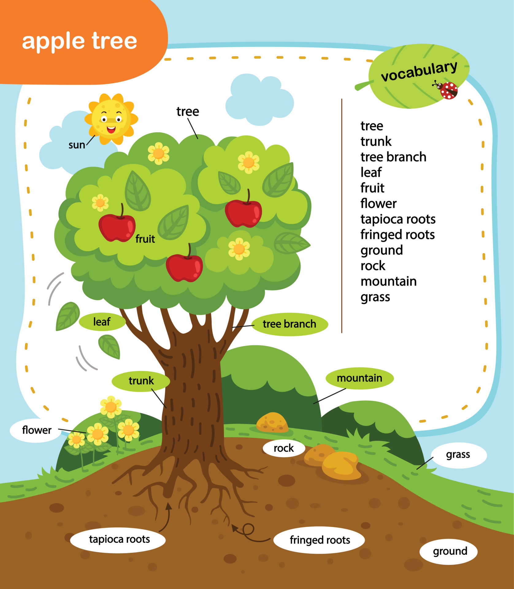 education vocabulary apple tree vector illustration 6618212 ...