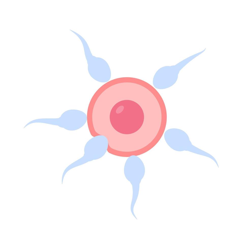 Sperm runs into the female ovary to fertilize a woman's pregnancy. vector