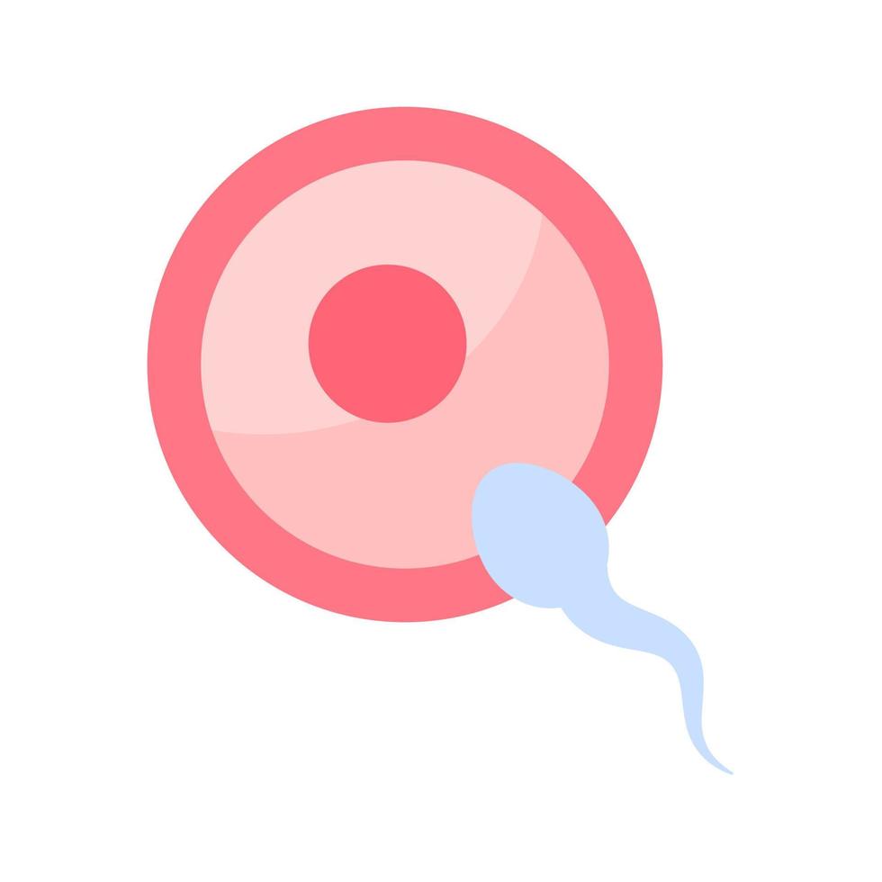 Sperm runs into the female ovary to fertilize a woman's pregnancy. vector