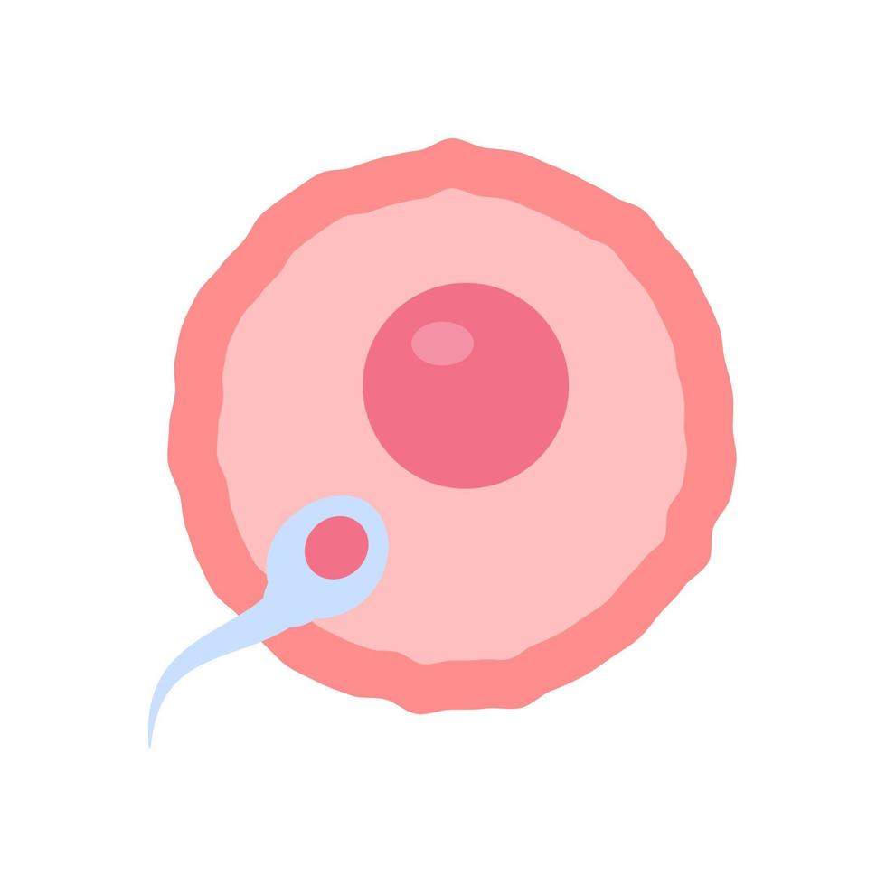 Sperm runs into the female ovary to fertilize a woman's pregnancy. vector