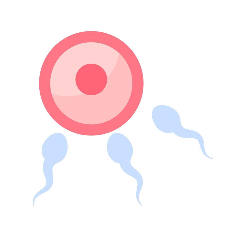 Sperm runs into the female ovary to fertilize a woman's pregnancy. vector