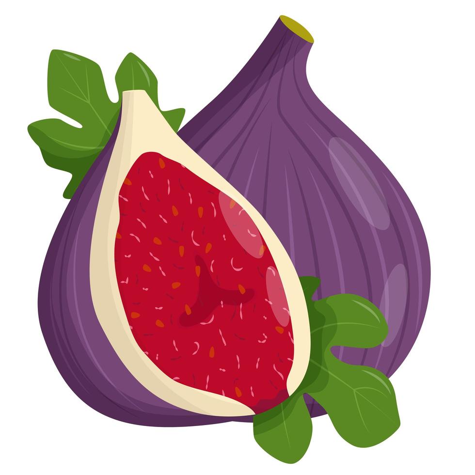 Whole fig isolated on white background. Flat vector illustration