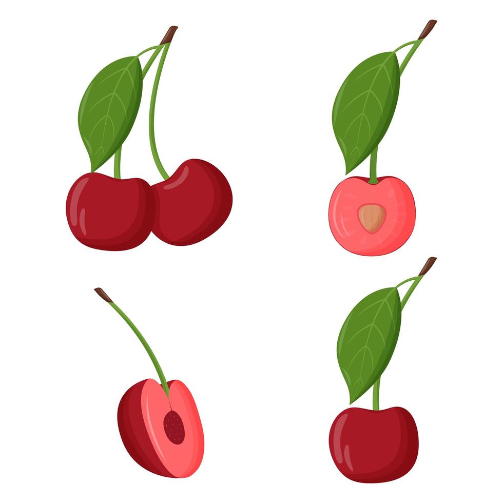 Set of red cherry with green leaves isolated on white background. Flat vector illustration