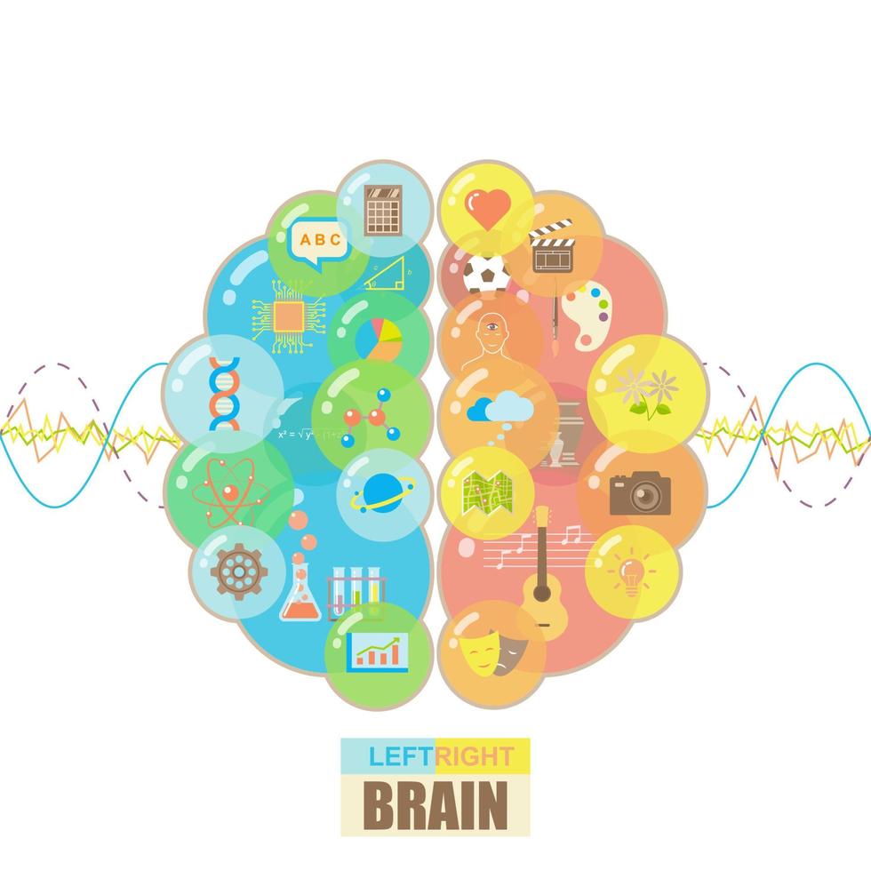 Left and right brain bubbles with school classes concept vector