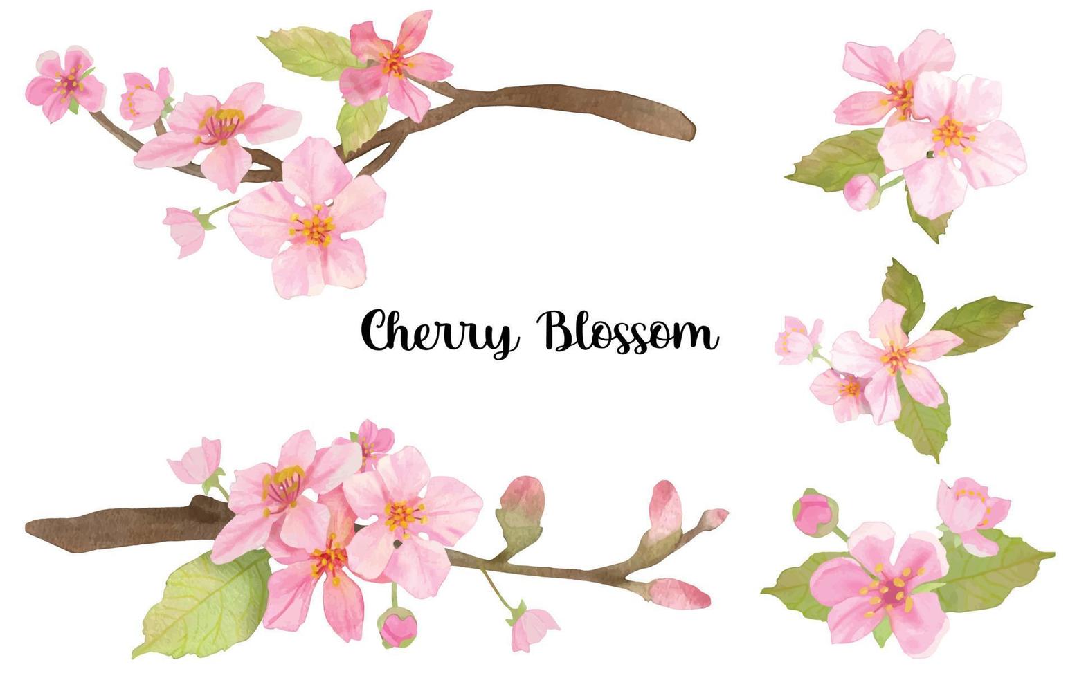 Cherry Blossom flower bouquet vector Watercolor