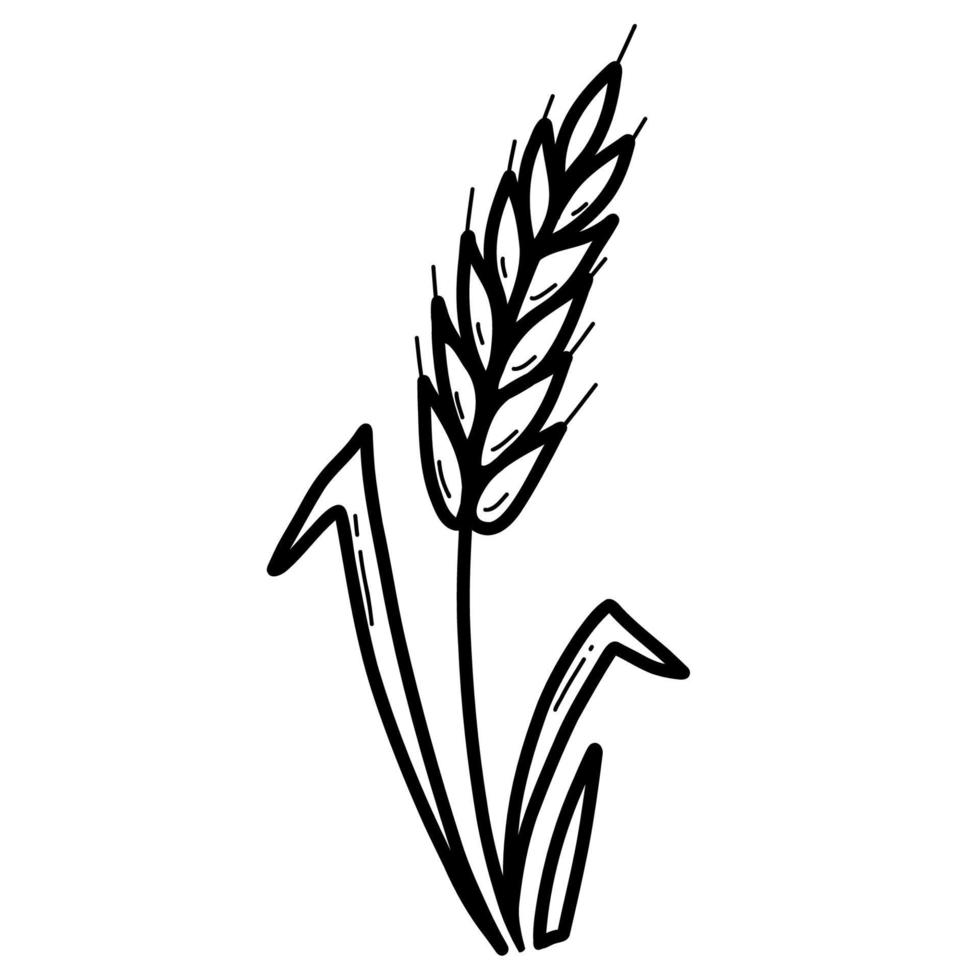 Spikelet plant with leaves. Wheat. Vector illustration. Hand drawn in doodle style. For design, decor and decoration