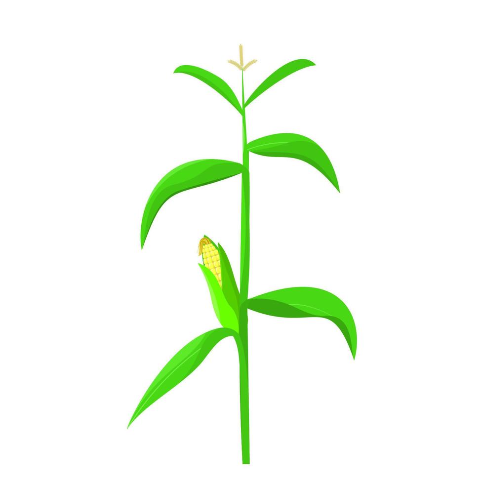 corn tree illustration with green leaves and bloom vector