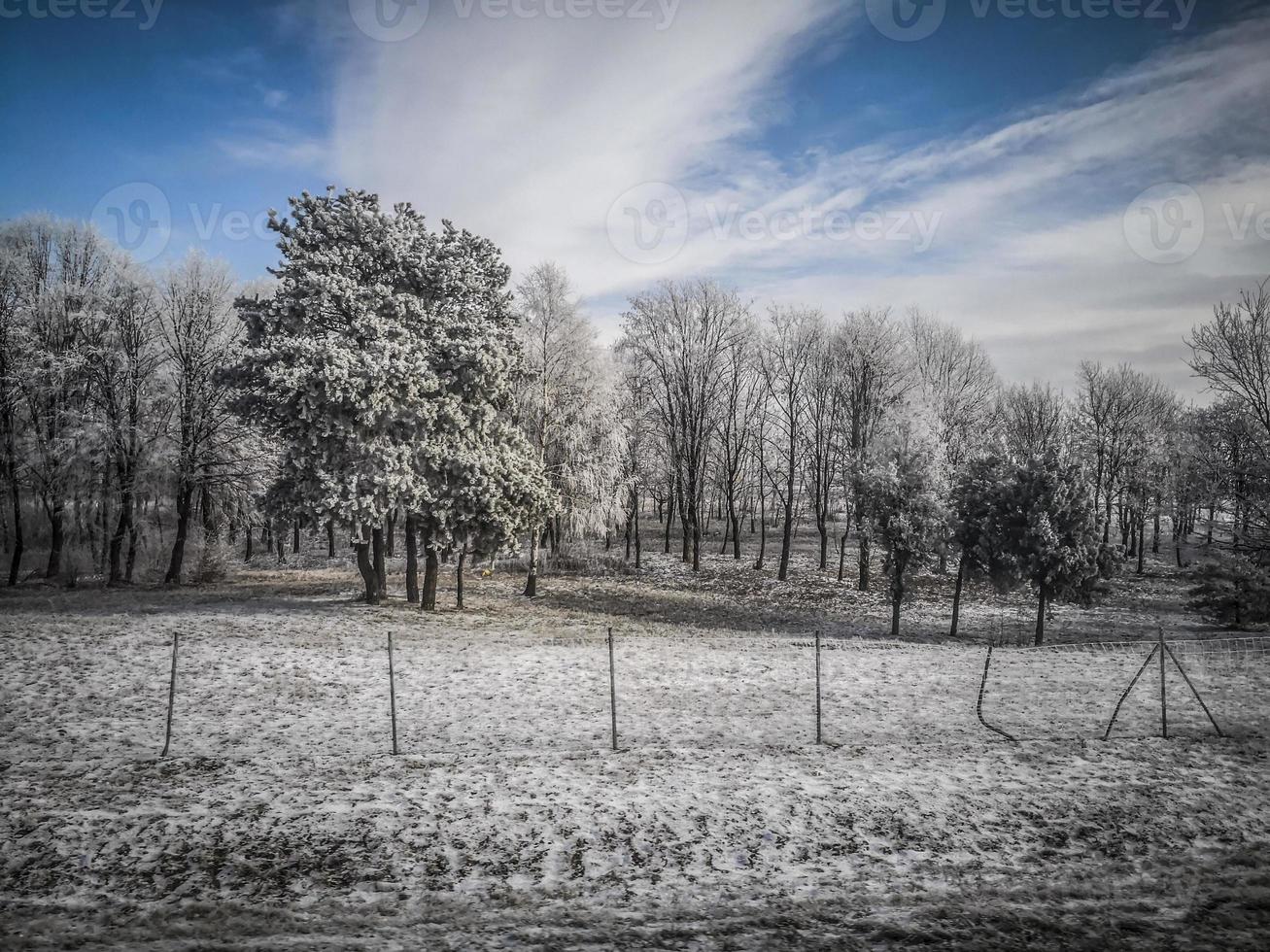 bosques y un prado cubierto de nieve en el campo serbio foto