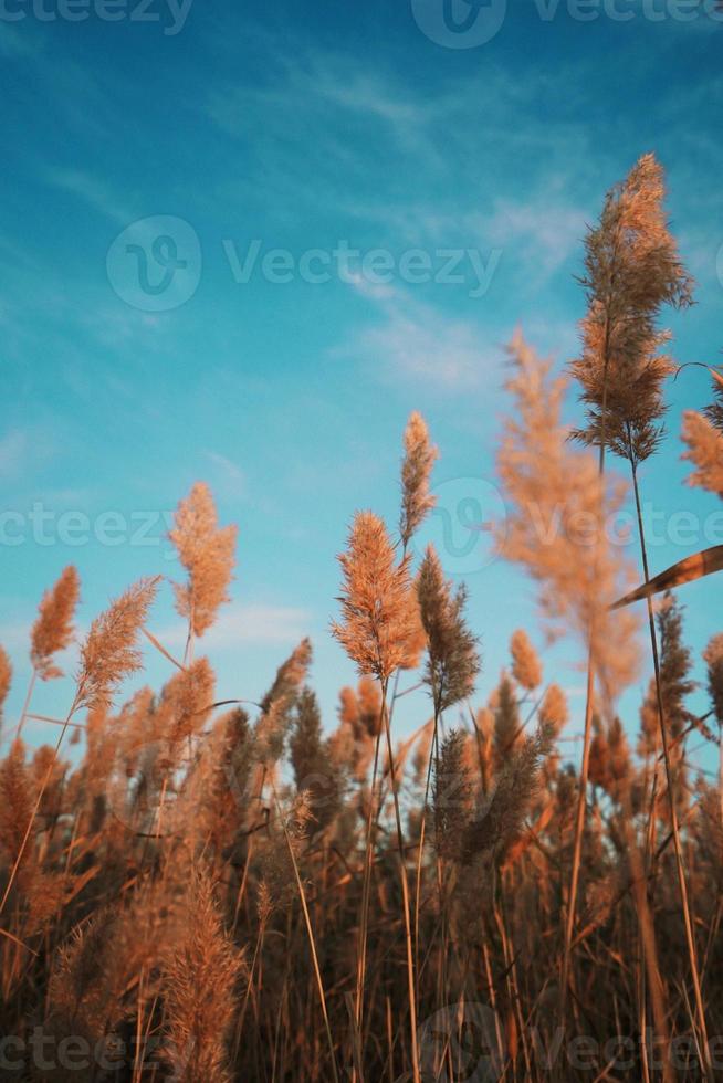 Nature sky background photo