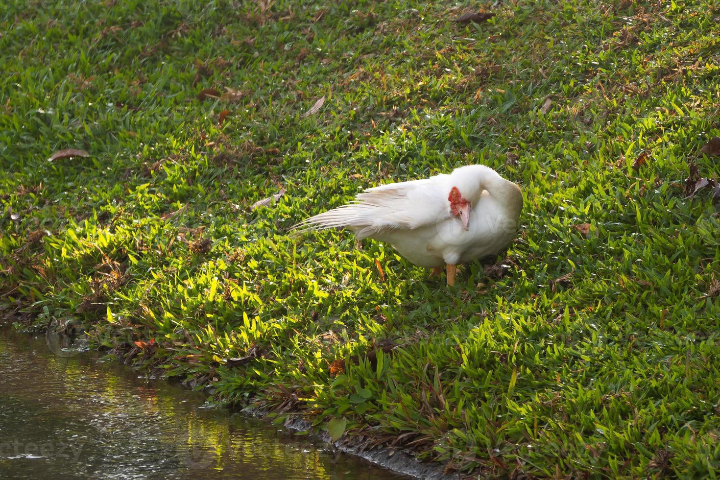 Duck stand next to a pond photo