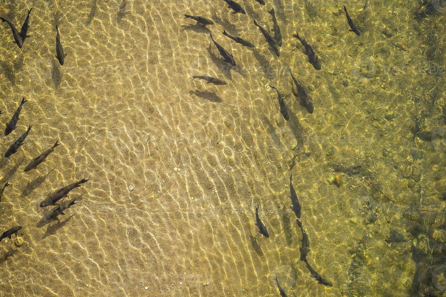 fish in the water photo