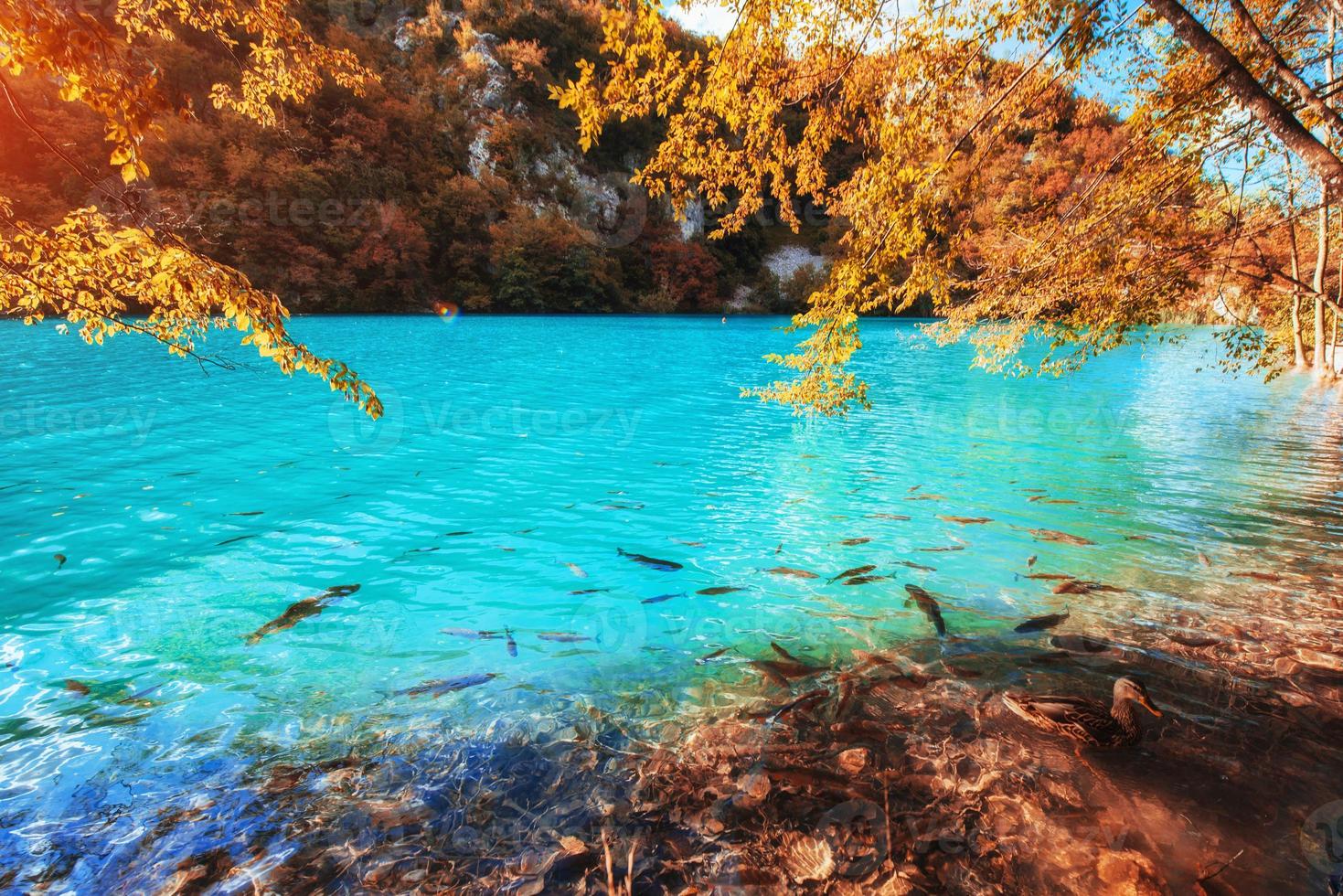 view of blue fish in the lake. Plitvice Lakes Nationa photo