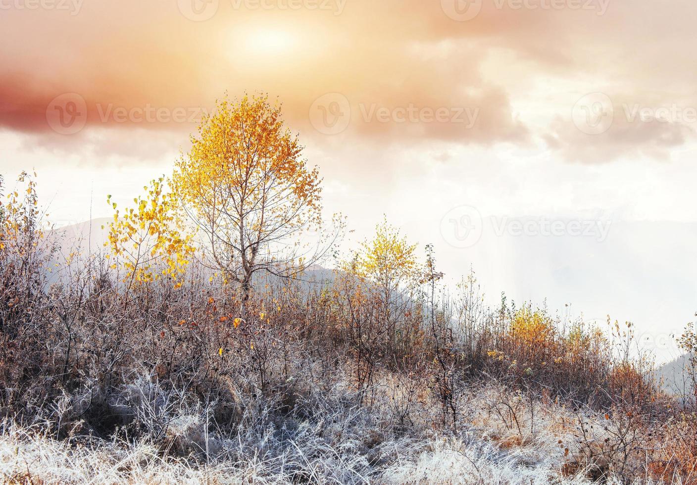 árbol mágico cubierto de nieve de invierno. puesta de sol en los cárpatos. Reino Unido foto