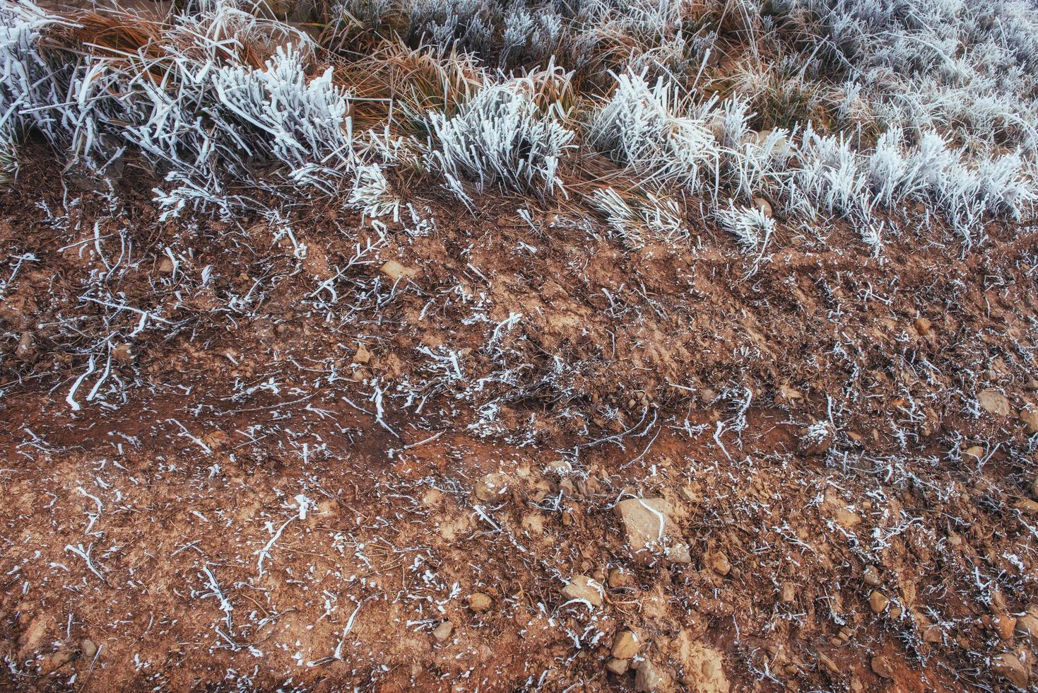 Closeup shot of frozen grass in the winter morning photo