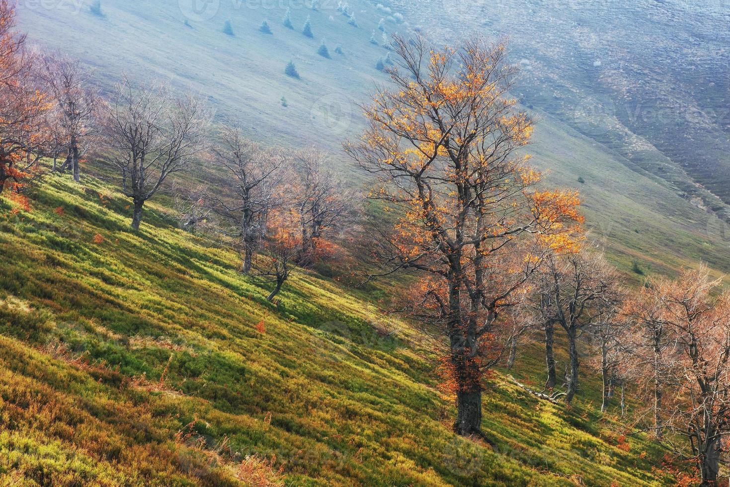 cordillera en las montañas de los cárpatos en la temporada de otoño. foto