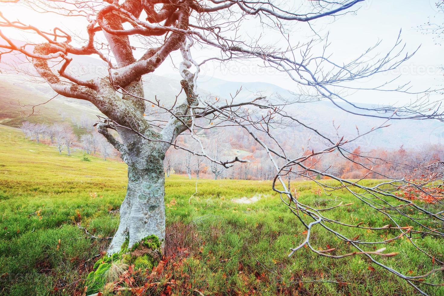 otoño en los cárpatos. fantásticas vistas en octubre. la magia foto