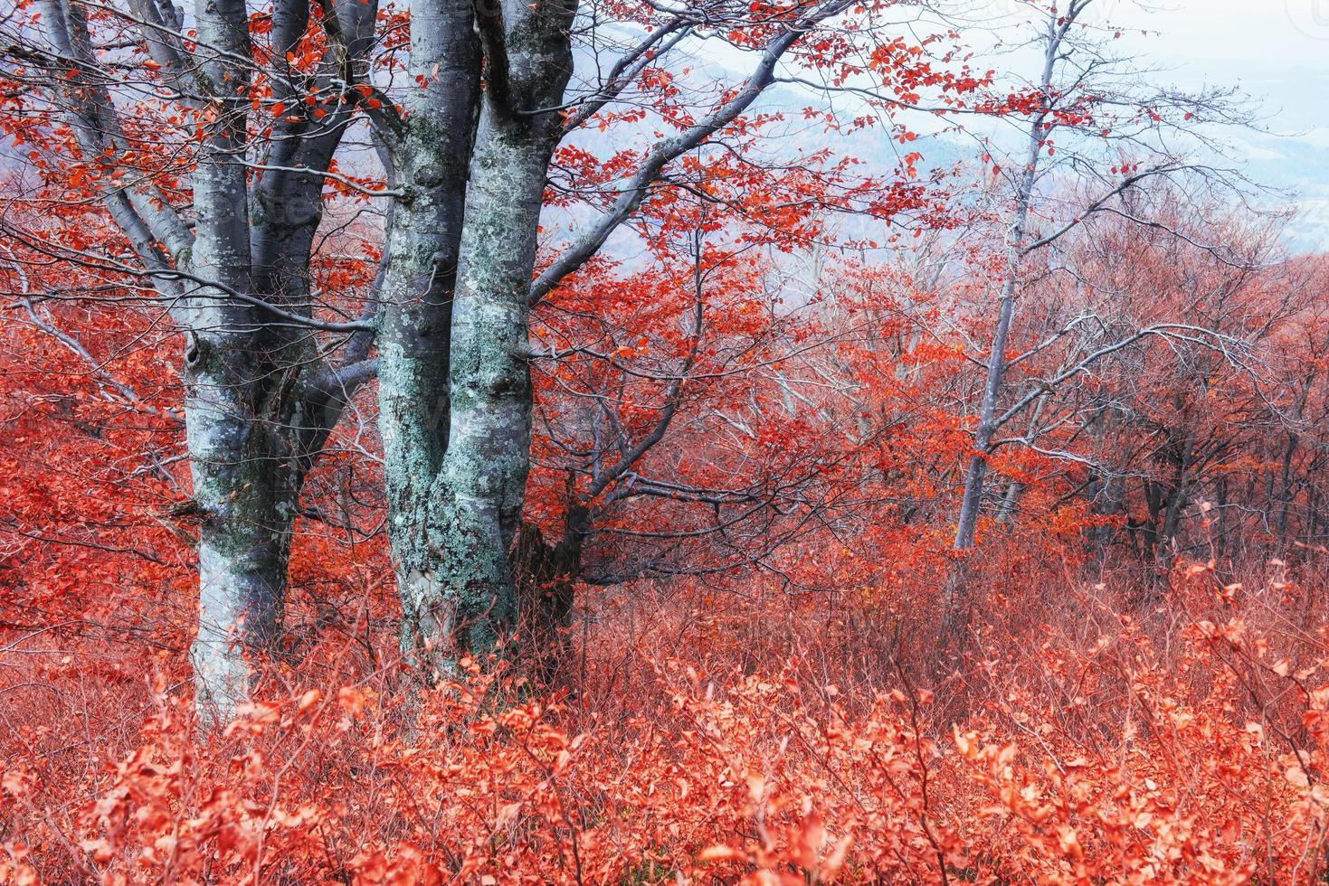 otoño en los cárpatos. fantásticas vistas en octubre. la magia foto