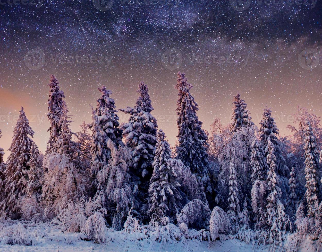 star trek lácteos en el bosque de invierno. foto