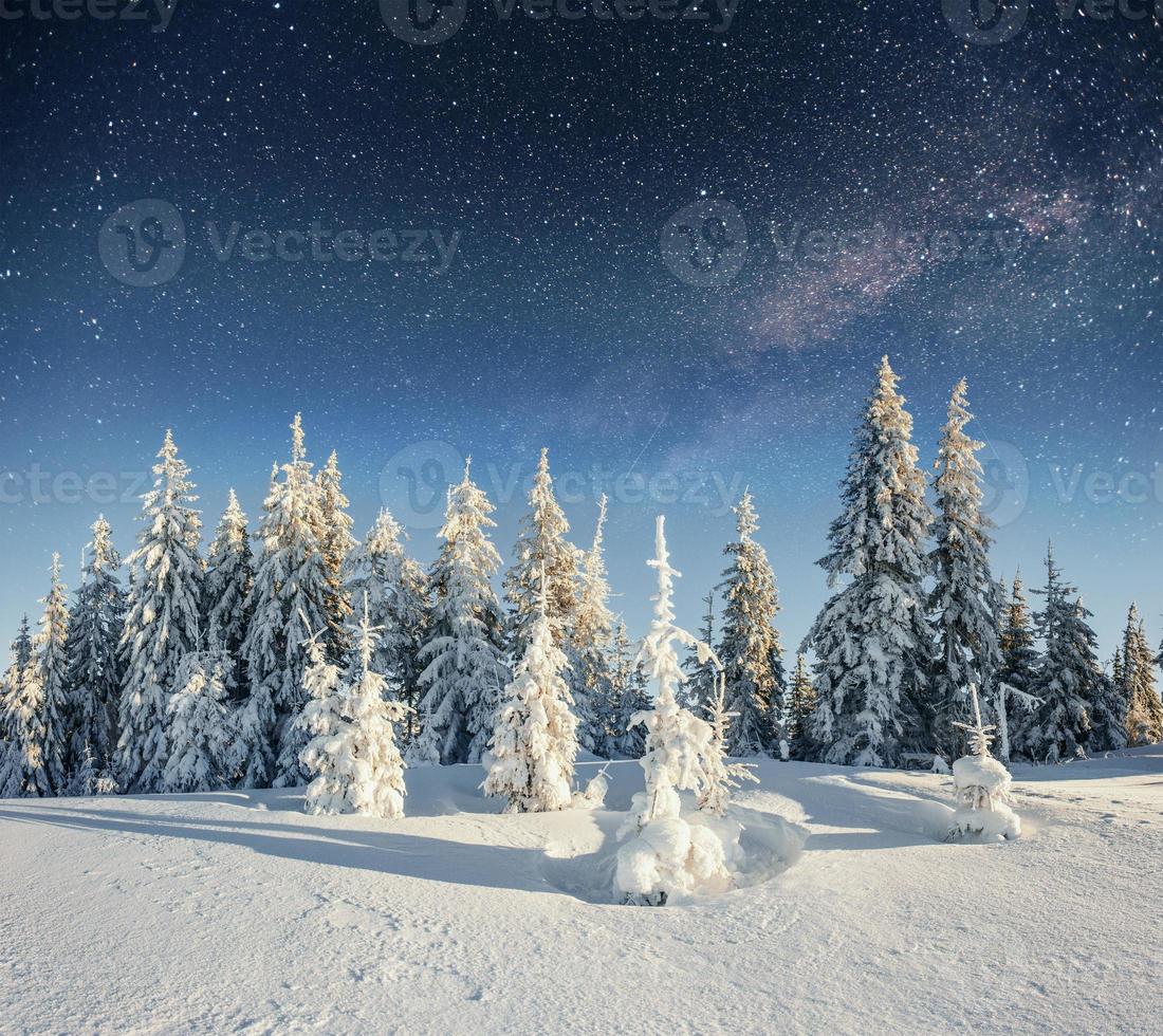 star trek lácteos en el bosque de invierno. foto