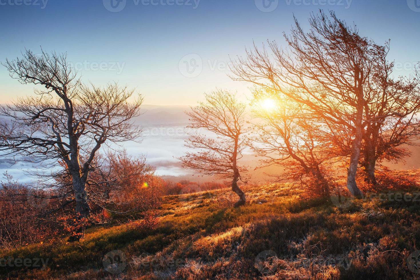 The dramatic scene. October. The magical combination of flowers photo