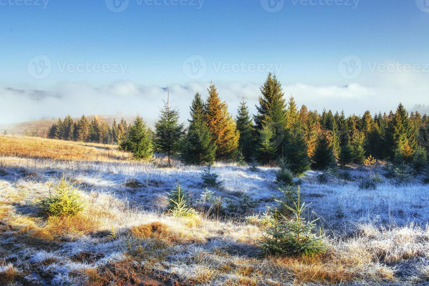 Winter landscape glowing by sunlight. Dramatic scene. Scenic fog photo