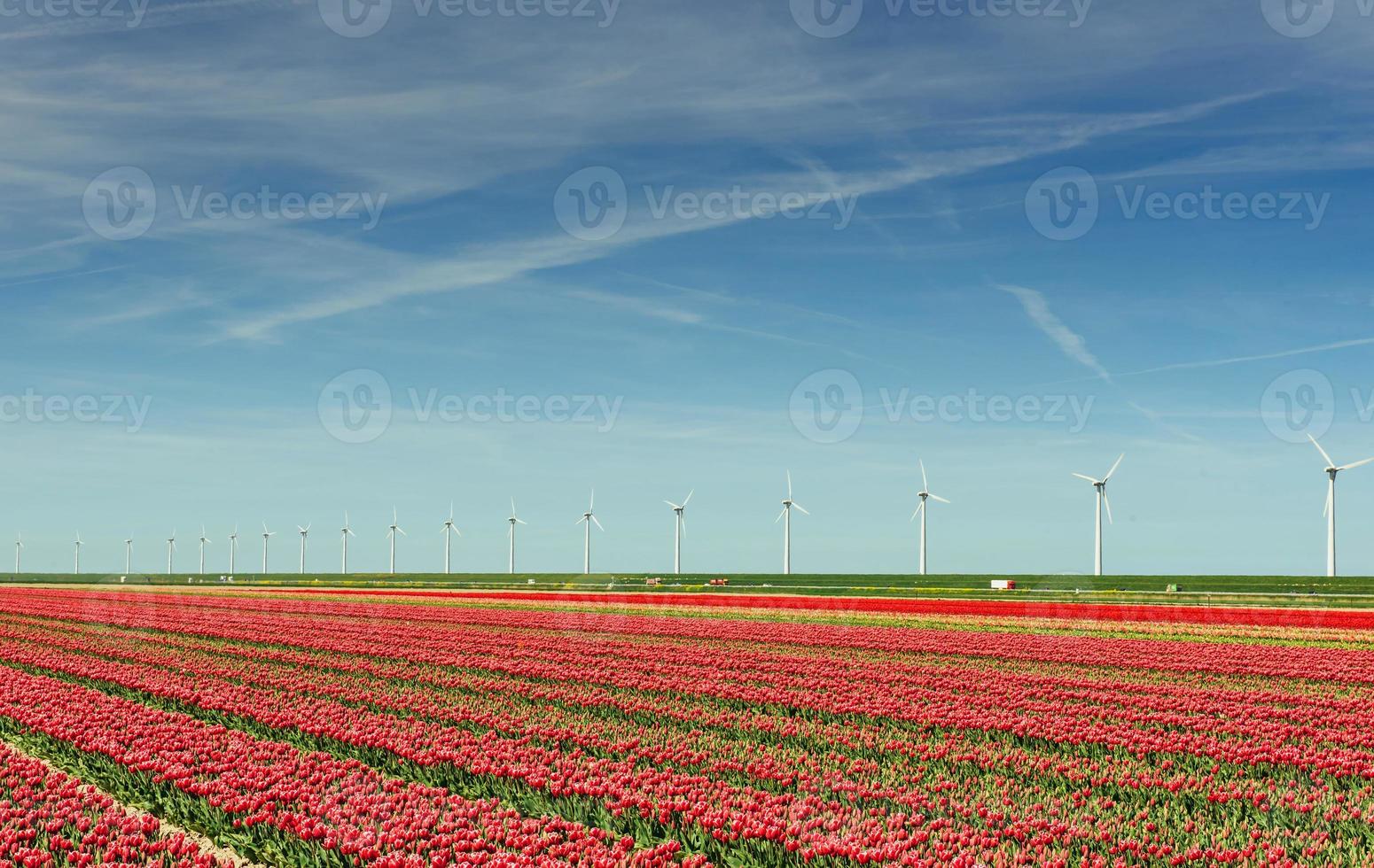 Beautiful red tulip field in the Netherlands. Fantastic event wi photo